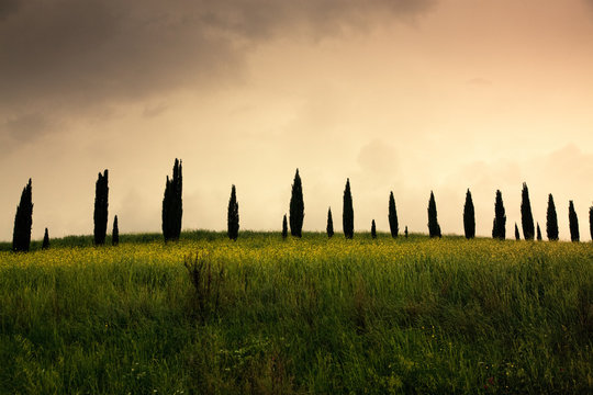 row of cypress trees at sunset - iconic tuscan landscape