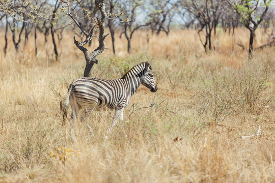 Side view of an African Zebra Photographed on safari in a South African game reserve