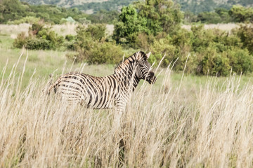 Obraz premium Side view of an African Zebra