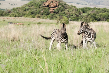 Fototapeta na wymiar Two African Zebras on the savannah Photographed on safari in a South African game reserve