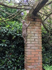 Adventures of a kitty in the garden: Lilac Oriental Shorthair cat