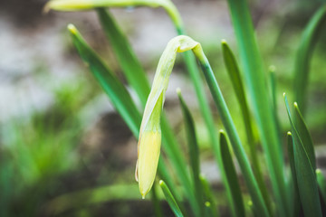 Blooming narcissus in the garden. Selective focus. Shallow depth of field.