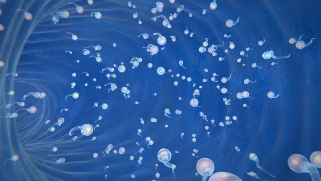 Fertilization process, fusion of a spermatozoon with an ovum.