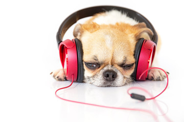 Cute dog listening music