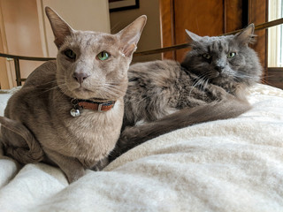 Just chilling: Lilac Oriental Shorthair and Nebelung cats