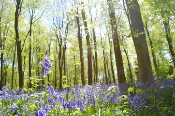 Rising above the bluebells