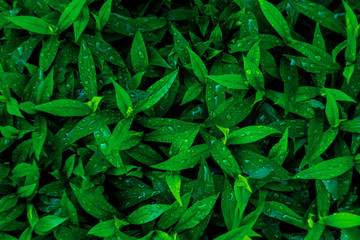 fresh green leaves background
