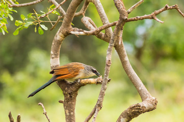 Burchell Cuckoo sitting on a branch with a butterfly in beak in Amboseli