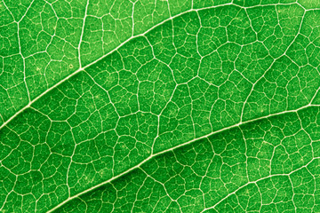 Green leaves background. Leaf texture