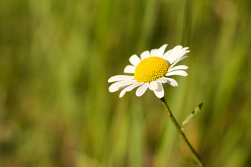 close up of a daisy isolated on nature, blurred background