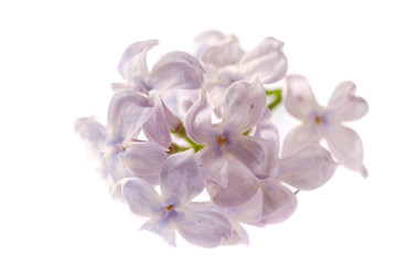 Obraz premium Spring branch of blossoming lilac isolated on white