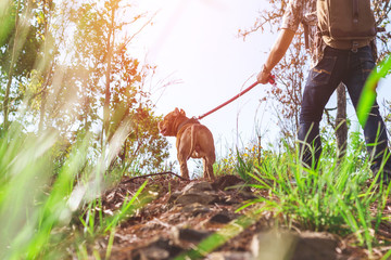 brown color pitbull dog walking whit its Master's.