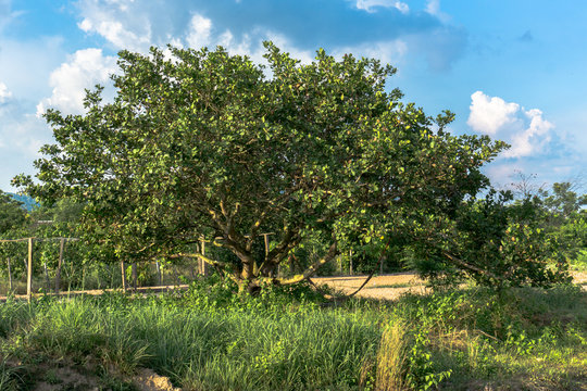 Beautiful Cashew Tree Next To The Road On An Organic Farm In Cambodia.