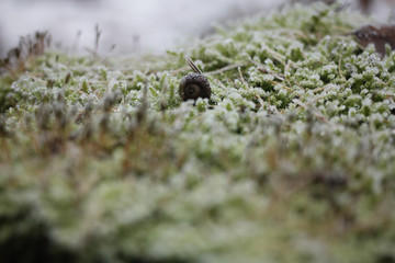 Acorn in winter moss