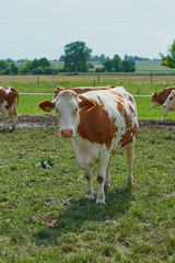 Fototapeta na wymiar Cows and horses feeding outdoors on the fresh green grass, farming in bavaria