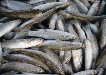 Fish raw and fresh at the seafood market, Thailand