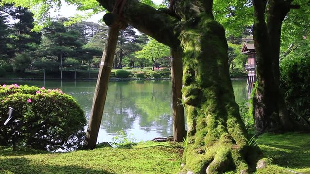 苔むした木・兼六園（金沢市）