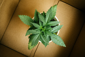 cannabis business and delivery of marijuana plants and seedlings