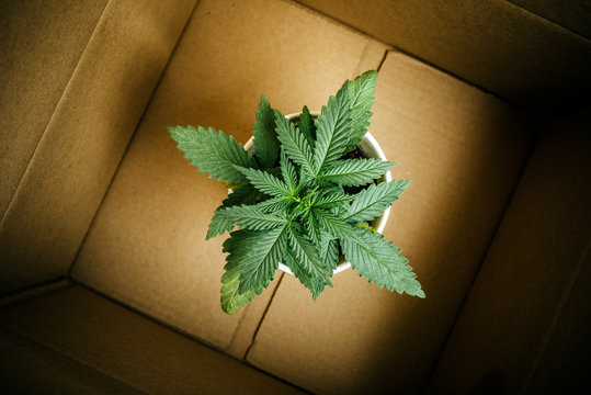 Hemp Cannabis Business And Delivery Of Marijuana Plants And Seedlings
