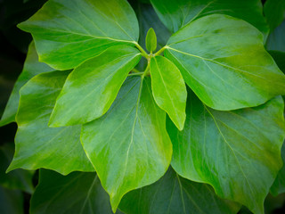 Leaves texture
