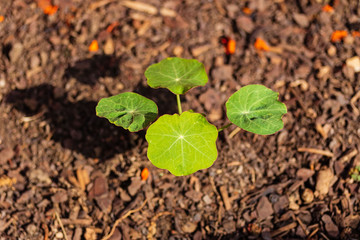 from seeds the nasturtium's are growing larger