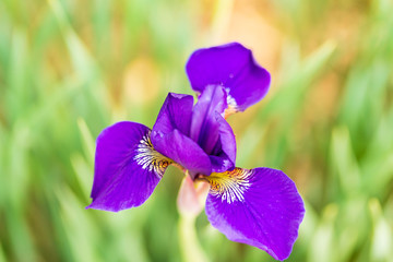 small violet iris blossom opens up