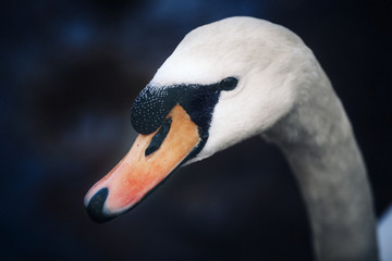 Portrait of a Swan head on a dark background