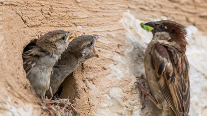 isolated house sparrow feeding its young