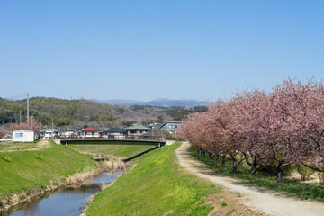 御殿川沿いの桜