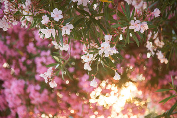 Beautiful pink oleander flowers are blooming on tree at sunset.