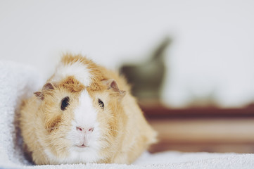 Cochon d'Inde couleur caramel roux