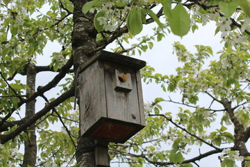 Nistkasten hängt im Obstbaum
