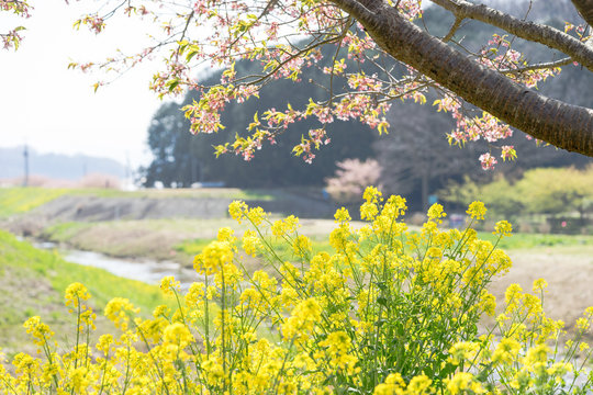 柿沢川沿いの菜の花と河津桜