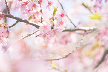 河津桜の花