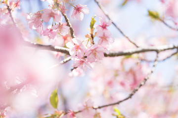 河津桜の花