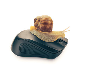 A snail on computer mouse. Concept speed internet.