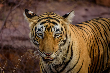 Fototapeta na wymiar Royal Bengal Tiger