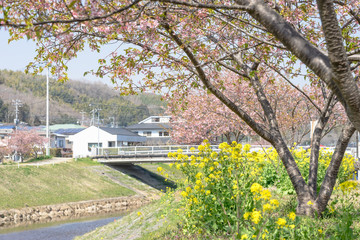 柿沢川沿いの菜の花と河津桜