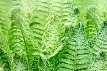 Background of fern leaves.