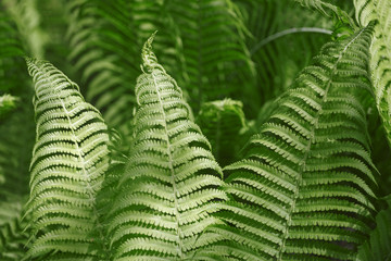 Background of fern leaves.