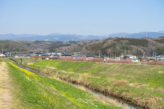 春の柿沢川堤