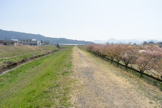 春の柿沢川堤