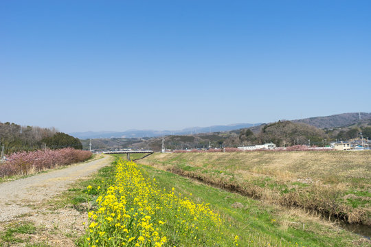 春の柿沢川堤