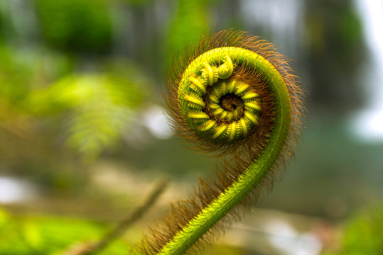 nature details of fern and Fibonacci series