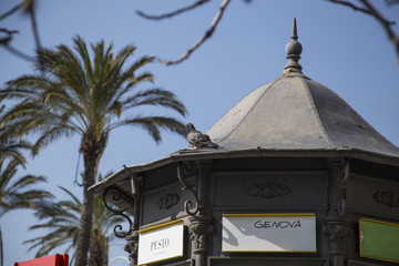 Pigeon sitting on the roof of a decorative outdoor pavilion or gazebo with tropical palm trees in...