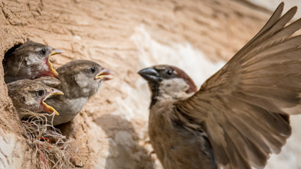 isolated house sparrow feeding its young