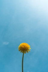 L&ouml;wenzahn unter blauem Himmel