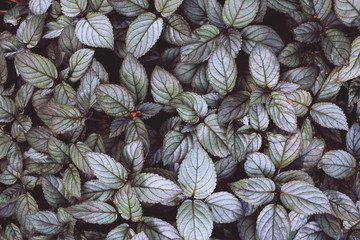Hemigraphis. Green and purple metallic tint colour plants leaves. Background for environmental...