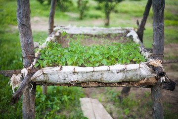 huerto ecológico de tomates en africa