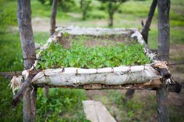 huerto ecológico de tomates en africa